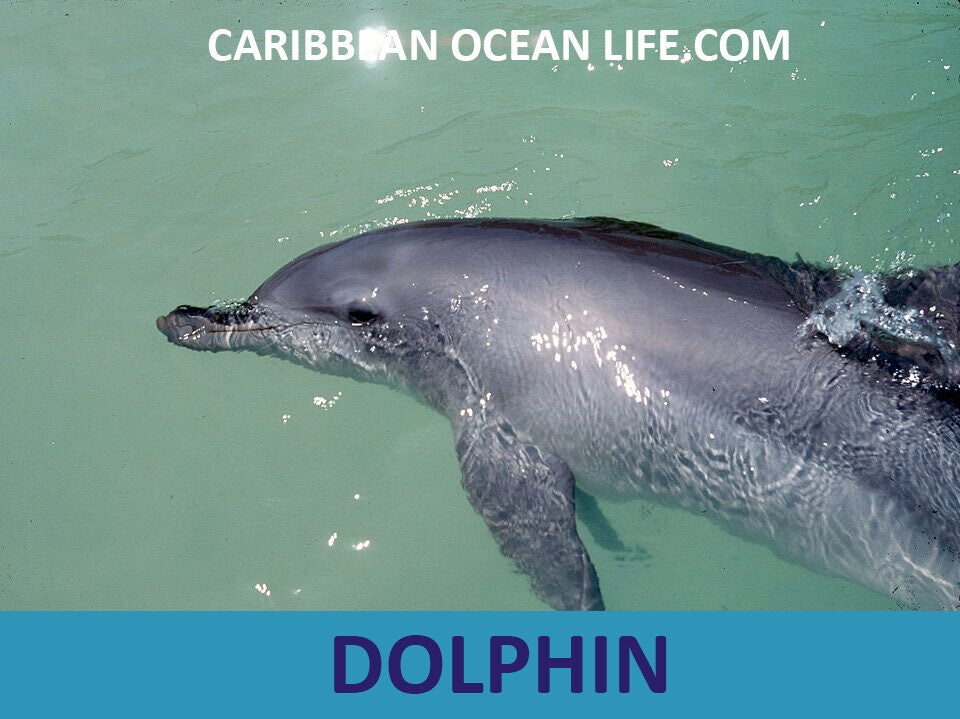 DOLPHIN