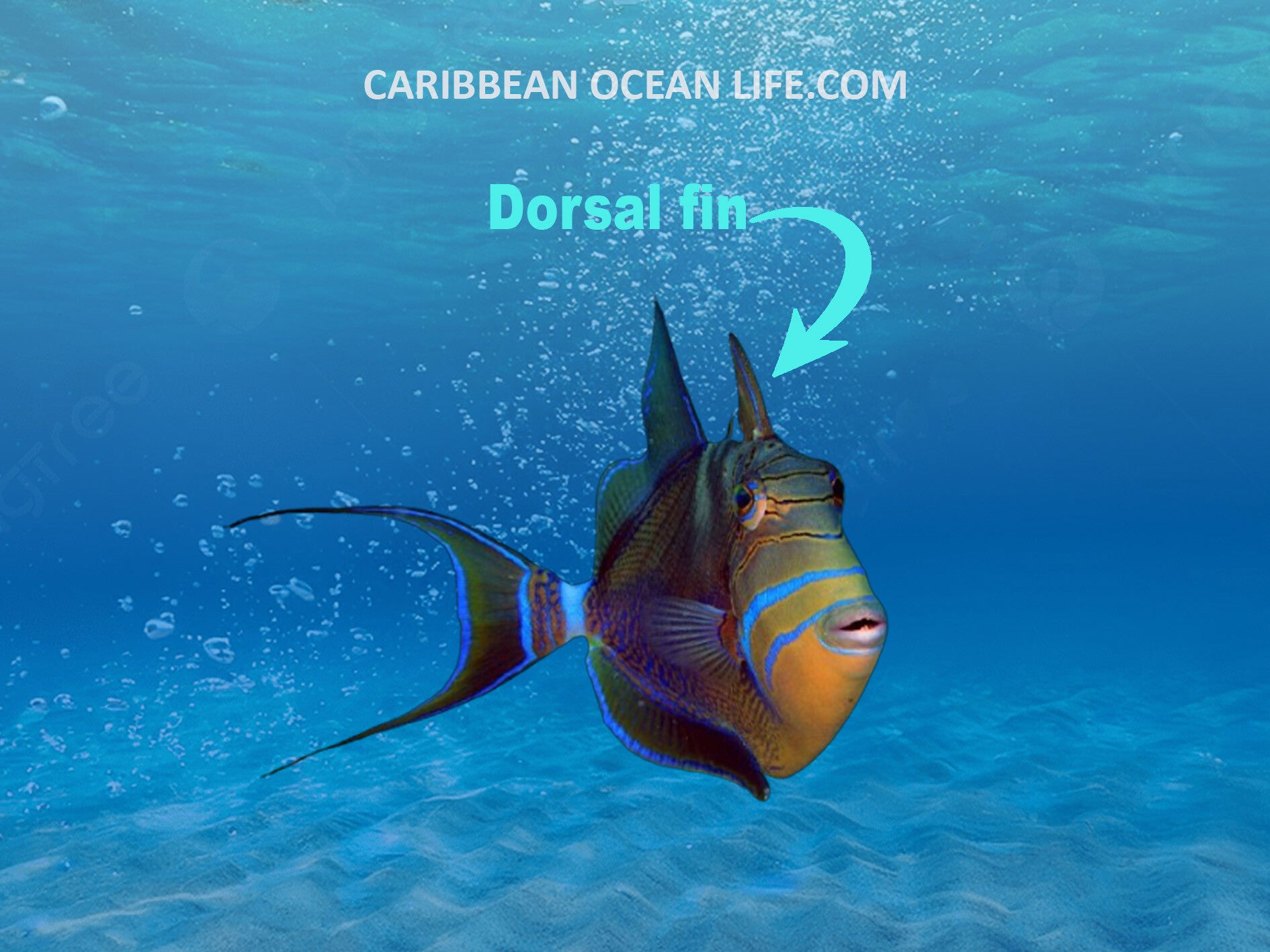 Aruba-Bonaire-Curaçao -ABC islands-Caribbean- Lesser Antilles- Dutch Caribbean Triggerfish Name
