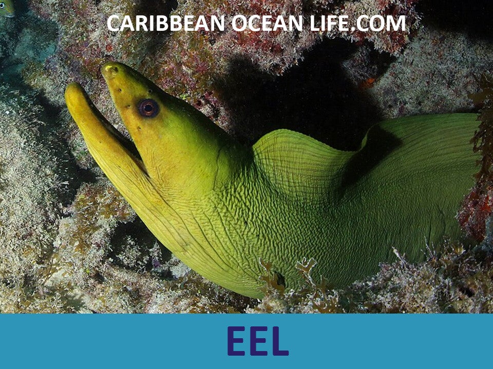 EEL