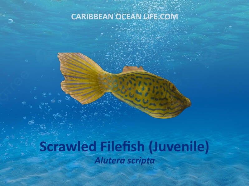 Aruba-Bonaire-Curaçao -ABC islands-Caribbean- Lesser Antilles- Dutch Caribbean scrawled filefish
