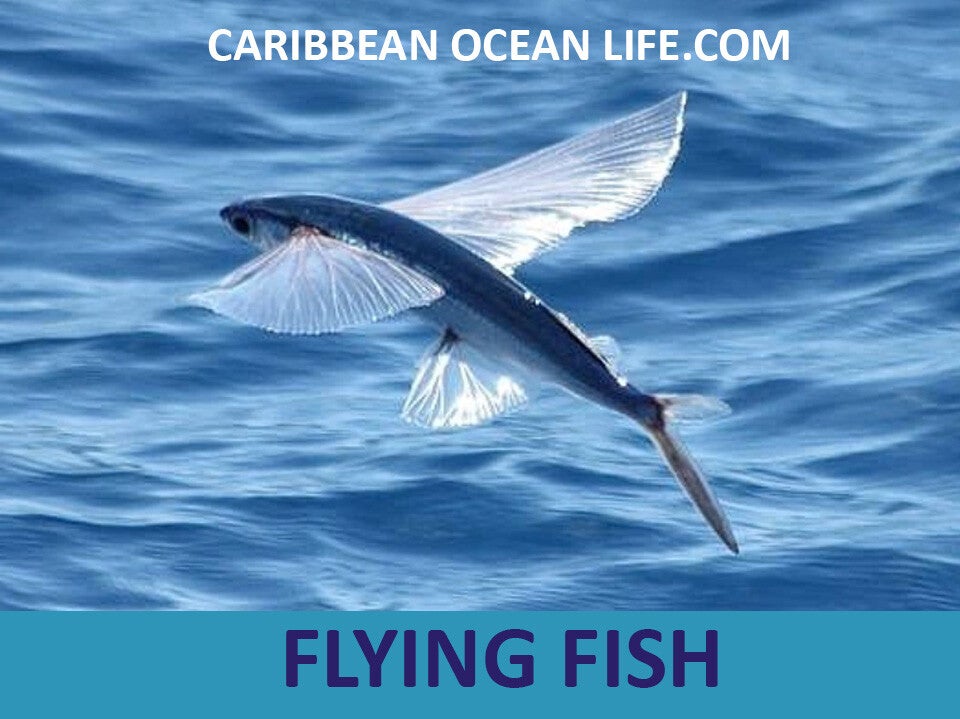fLYING FISH