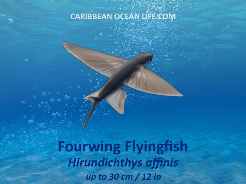 fOURWING fLYING fISH
