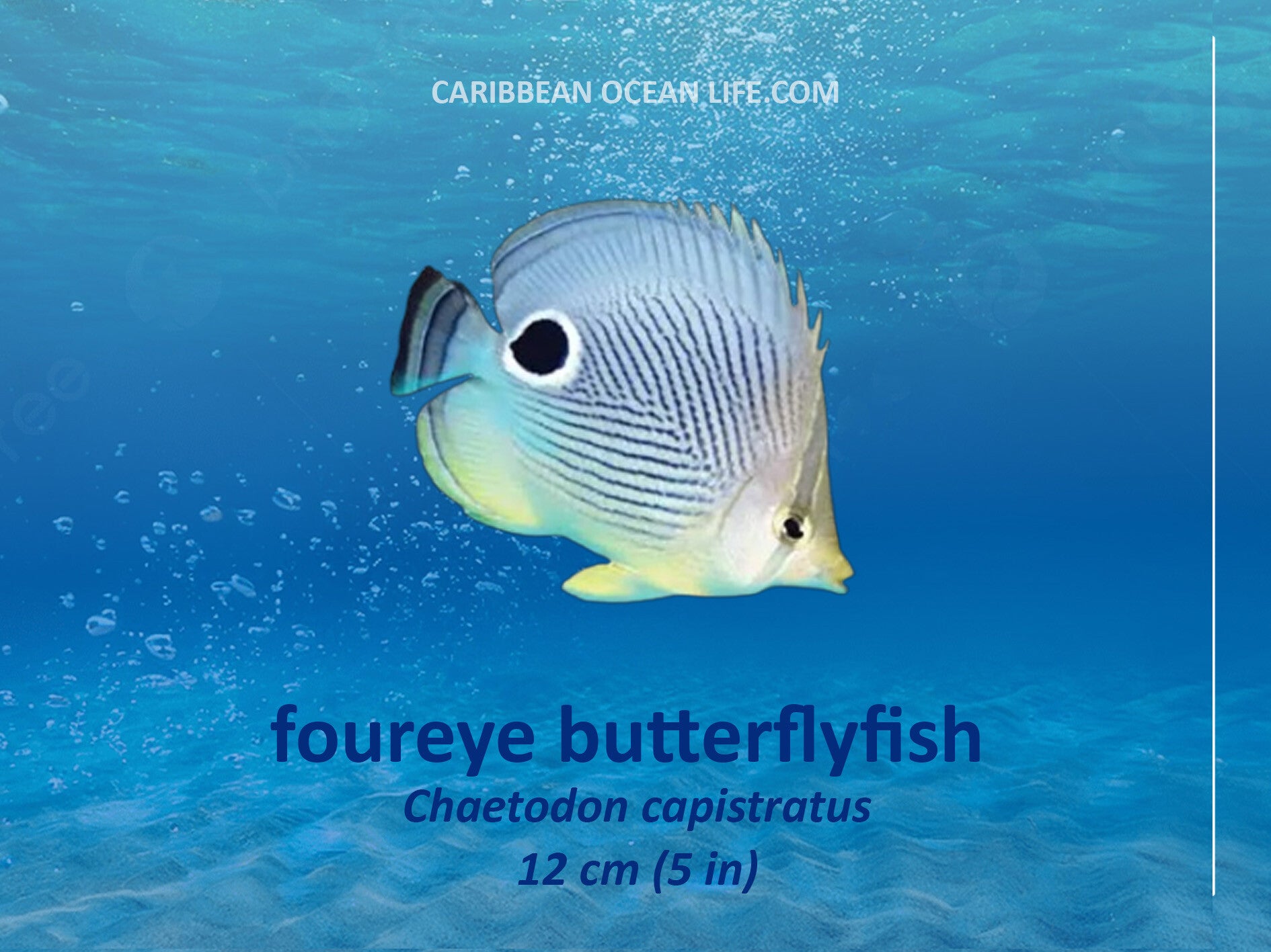Aruba-Bonaire-Curaçao -ABC islands-Caribbean- Lesser Antilles- Dutch Caribbean Foureye Butterflyfish