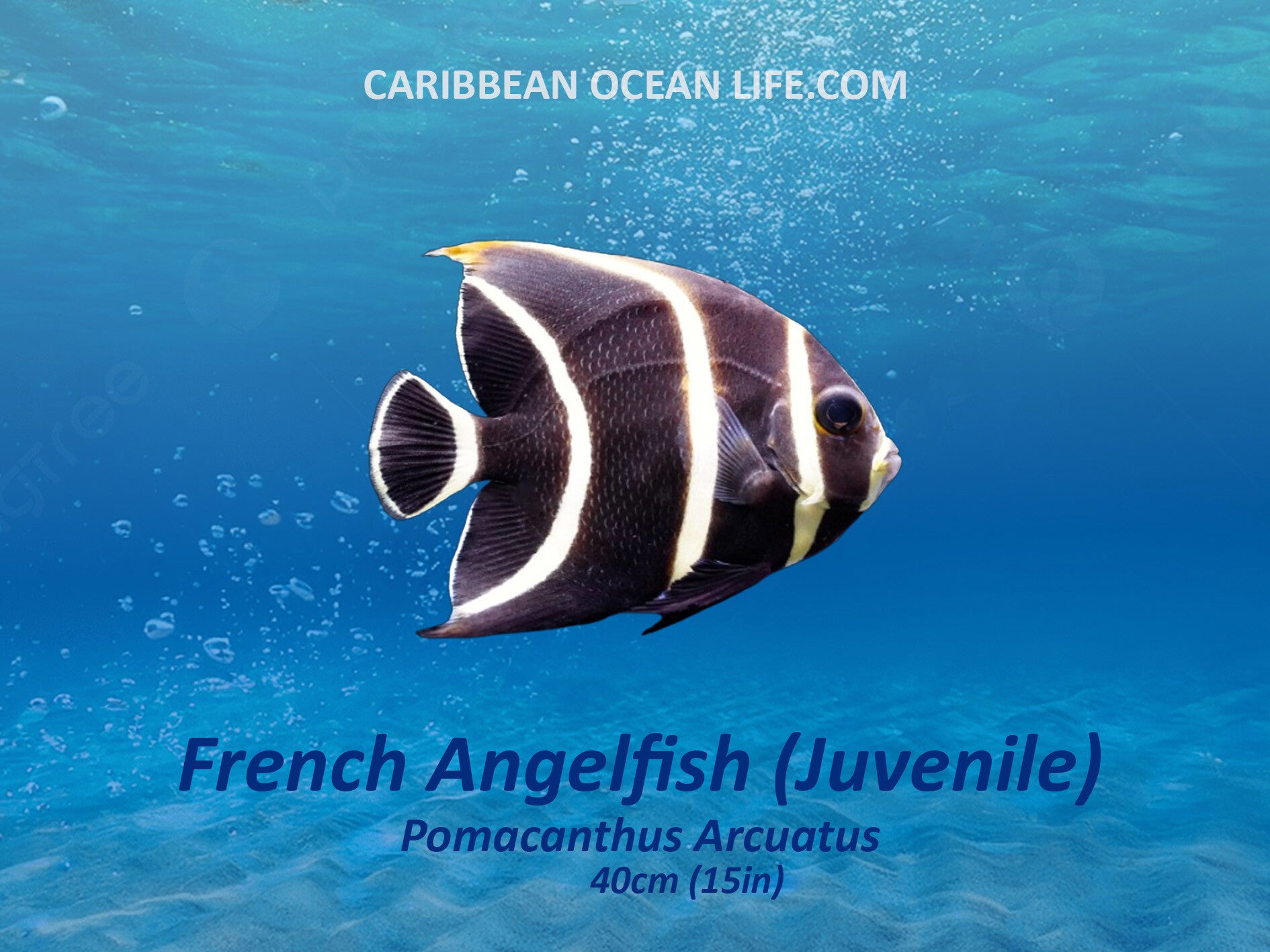 French angelfish pomacanthus Arcuatus