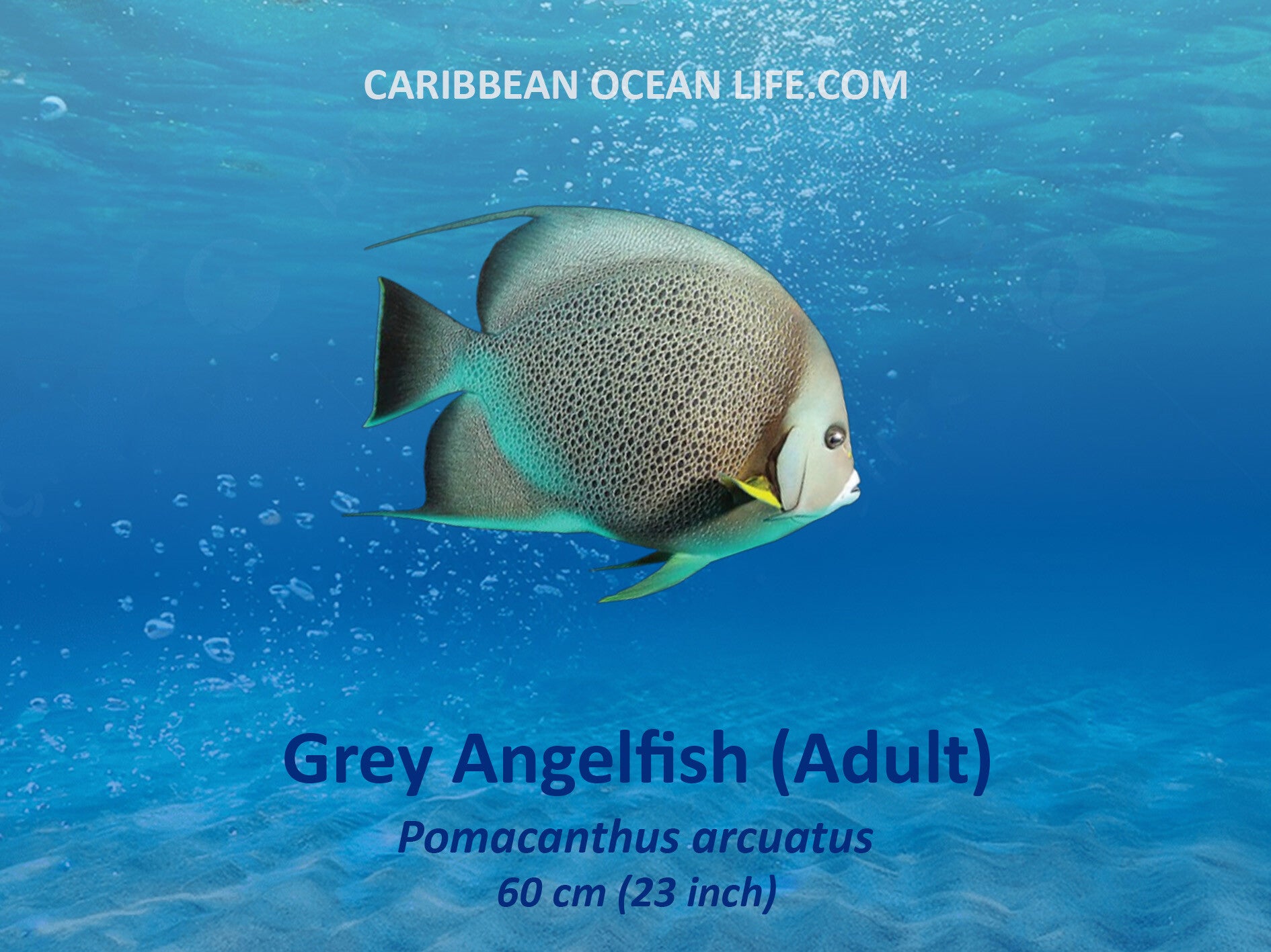 Aruba-Bonaire-Curaçao -ABC islands-Caribbean- Lesser Antilles- Dutch Caribbean Grey Angelfish