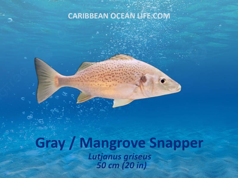 Aruba-Bonaire-Curaçao -ABC islands-Caribbean- Lesser Antilles- Dutch Caribbean- Gray mangrove snapper