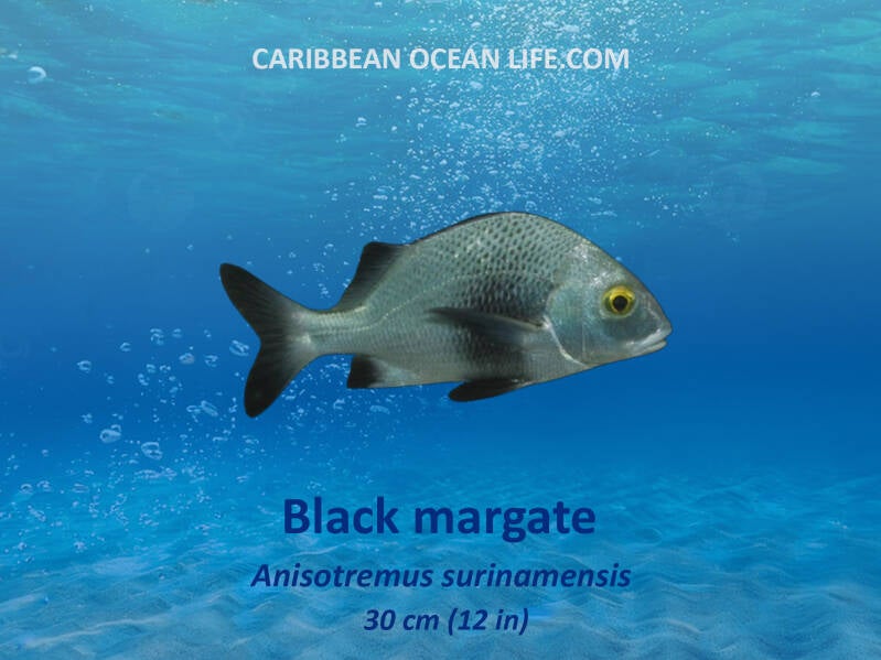 Black Margate