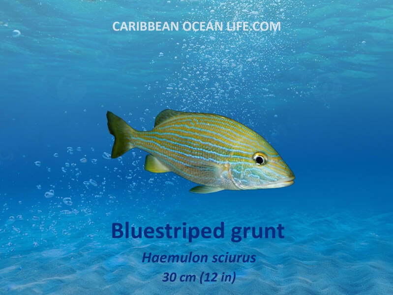 Aruba-Bonaire-Curaçao -ABC islands-Caribbean- Lesser Antilles- Dutch Caribbean blue striped grunt