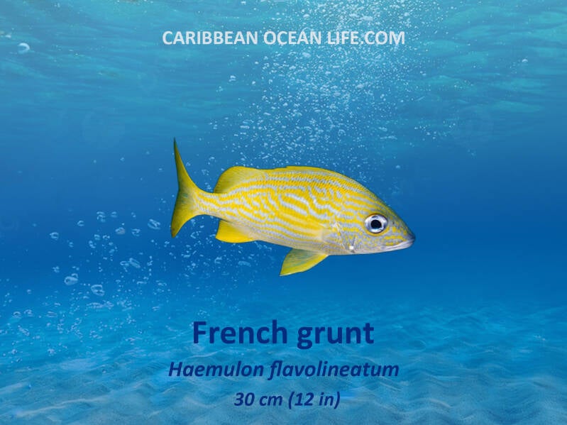 Aruba-Bonaire-Curaçao -ABC islands-Caribbean- Lesser Antilles- Dutch Caribbean french grunt