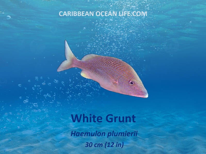Aruba-Bonaire-Curaçao -ABC islands-Caribbean- Lesser Antilles- Dutch Caribbean white grunt