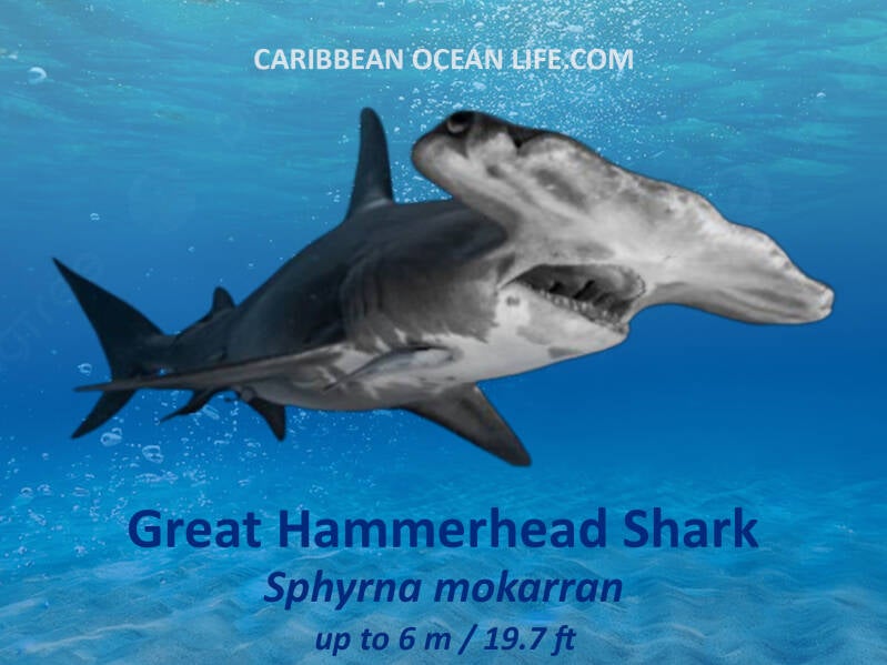 Great Hammerhead	Sphyrna mokarran