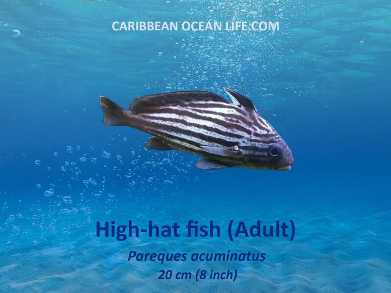 Aruba-Bonaire-Curaçao -ABC islands-Caribbean- Lesser Antilles- Dutch Caribbean High hat fish