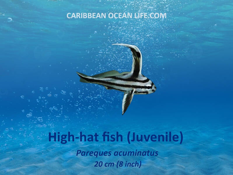Aruba-Bonaire-Curaçao -ABC islands-Caribbean- Lesser Antilles- Dutch Caribbean High hat  juvenile