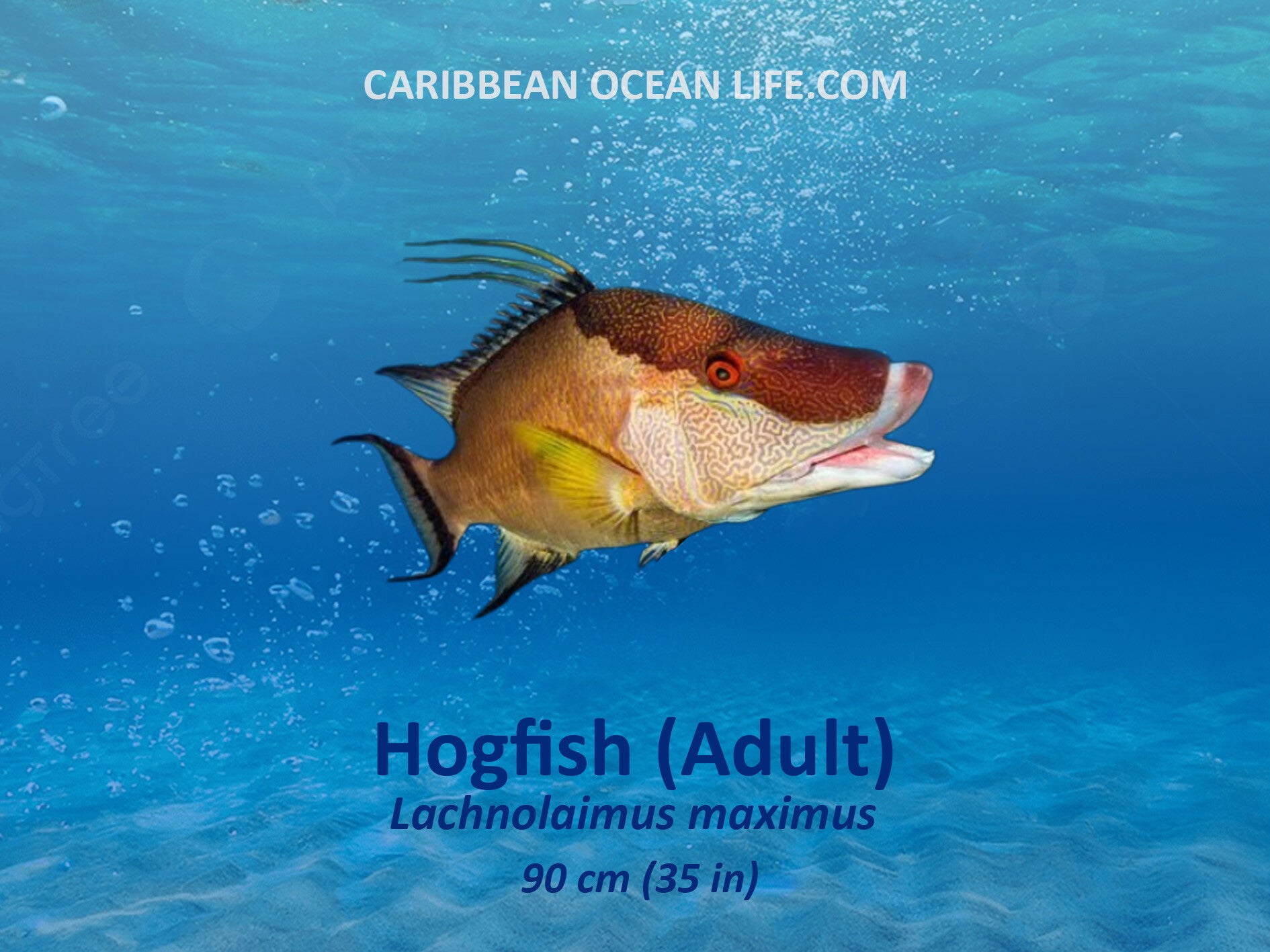 Hogfish Aruba-Bonaire-Curaçao -ABC islands-Caribbean- Lesser Antilles- Dutch Caribbean 