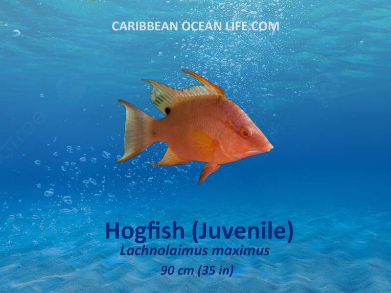 Aruba-Bonaire-Curaçao -ABC islands-Caribbean- Lesser Antilles- Dutch Caribbean Hogfish