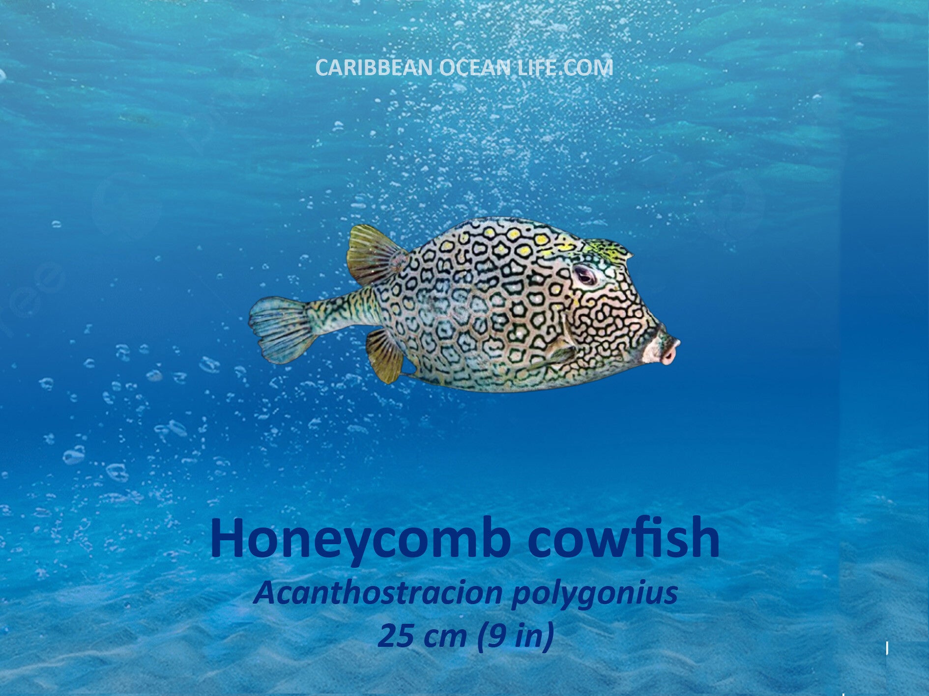 Aruba-Bonaire-Curaçao -ABC islands-Caribbean- Lesser Antilles- Dutch Caribbean-cowfish