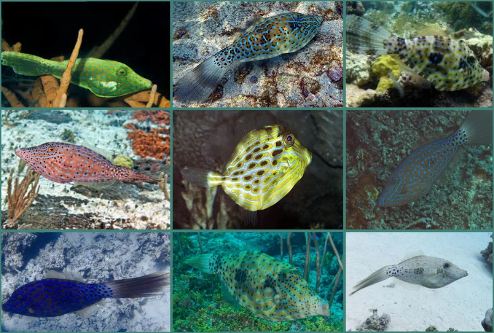 Scrawled filefish