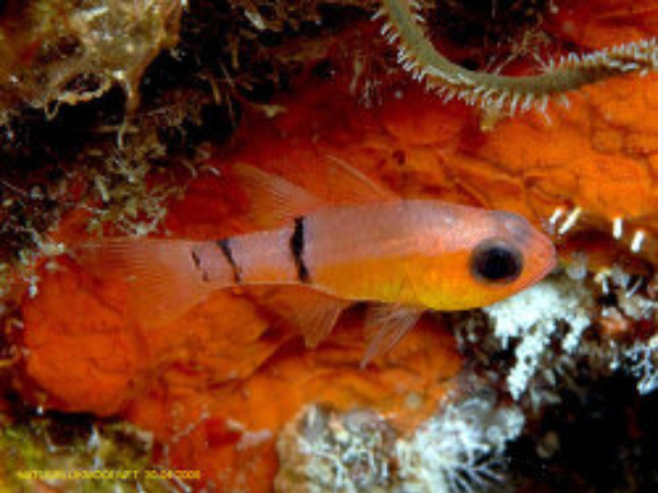 Belted Cardinalfish	Apogon townsendi