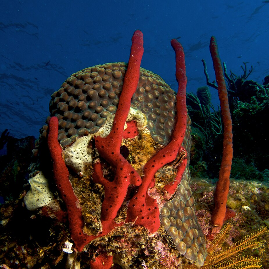 Red Rope Sponge – Amphimedon compressa,