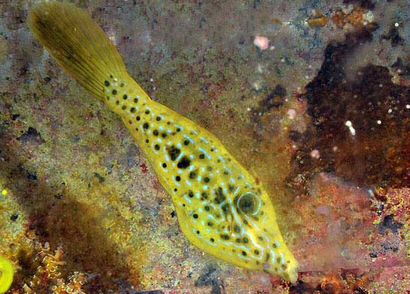 Scrawled Filefish juvenile