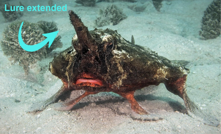 Ogcocephalus nasutus, the Shortnose Batfish