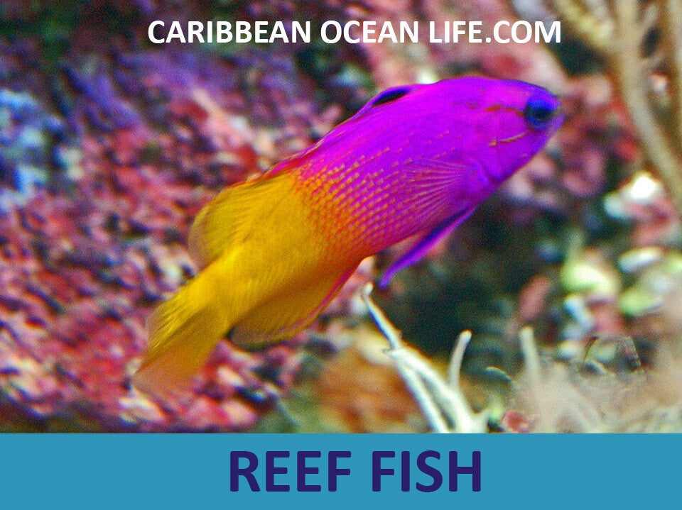 REEF FISH