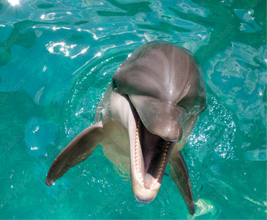 Bottlenose Dolphin – Tursiops truncatus