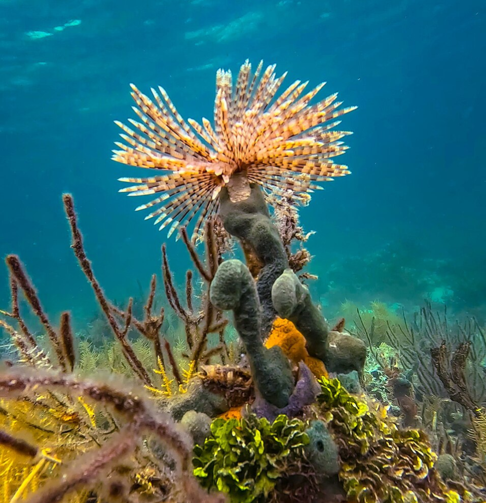 Magnificent Feather Duster Worm – Sabellastarte magnifica