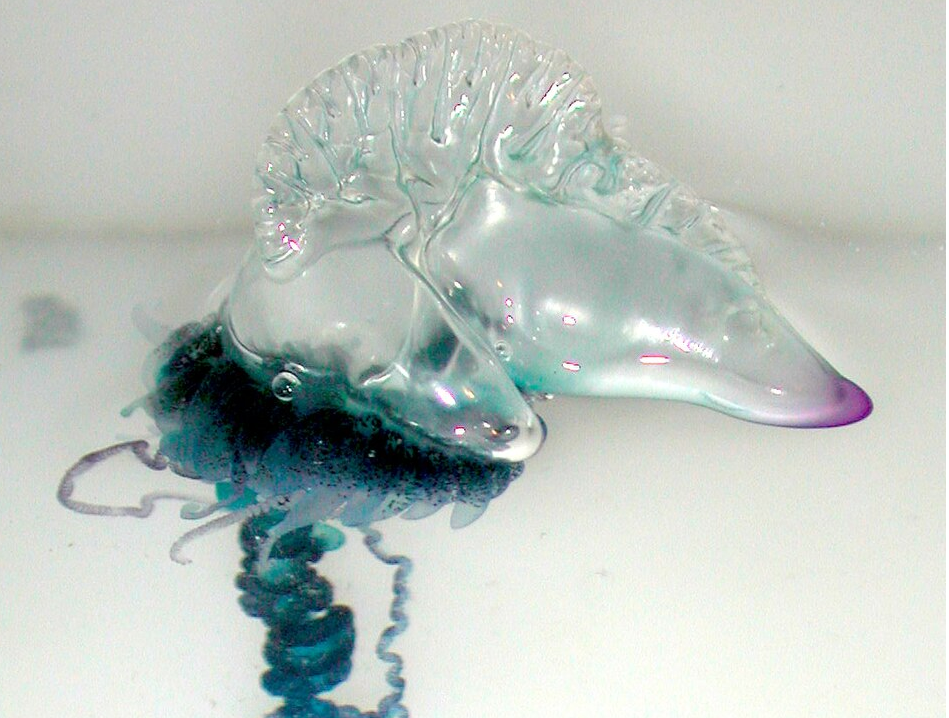 Portuguese man-of-war (Physalia physalis)