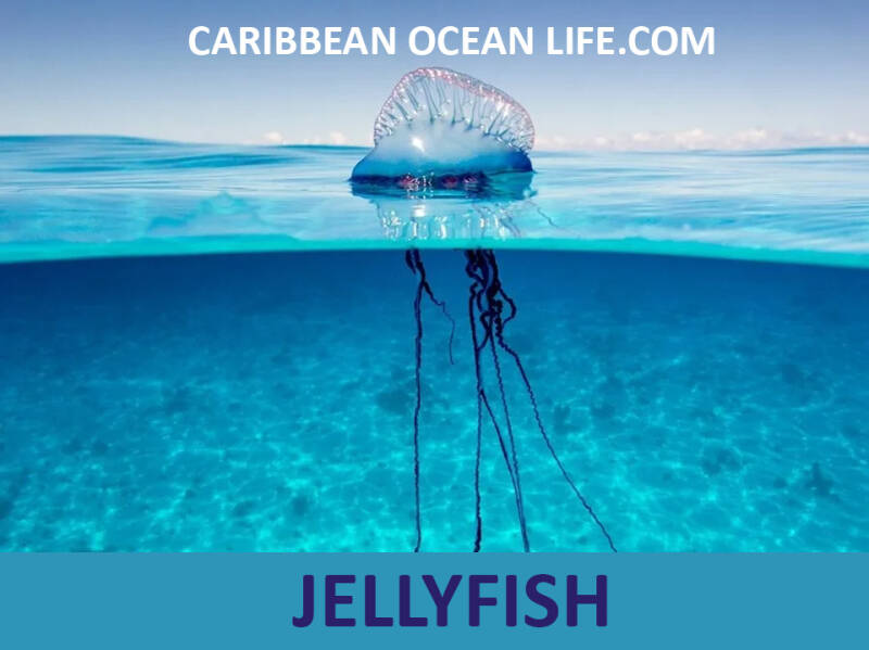 jellyfish-standard-k5wqu9.jpg
