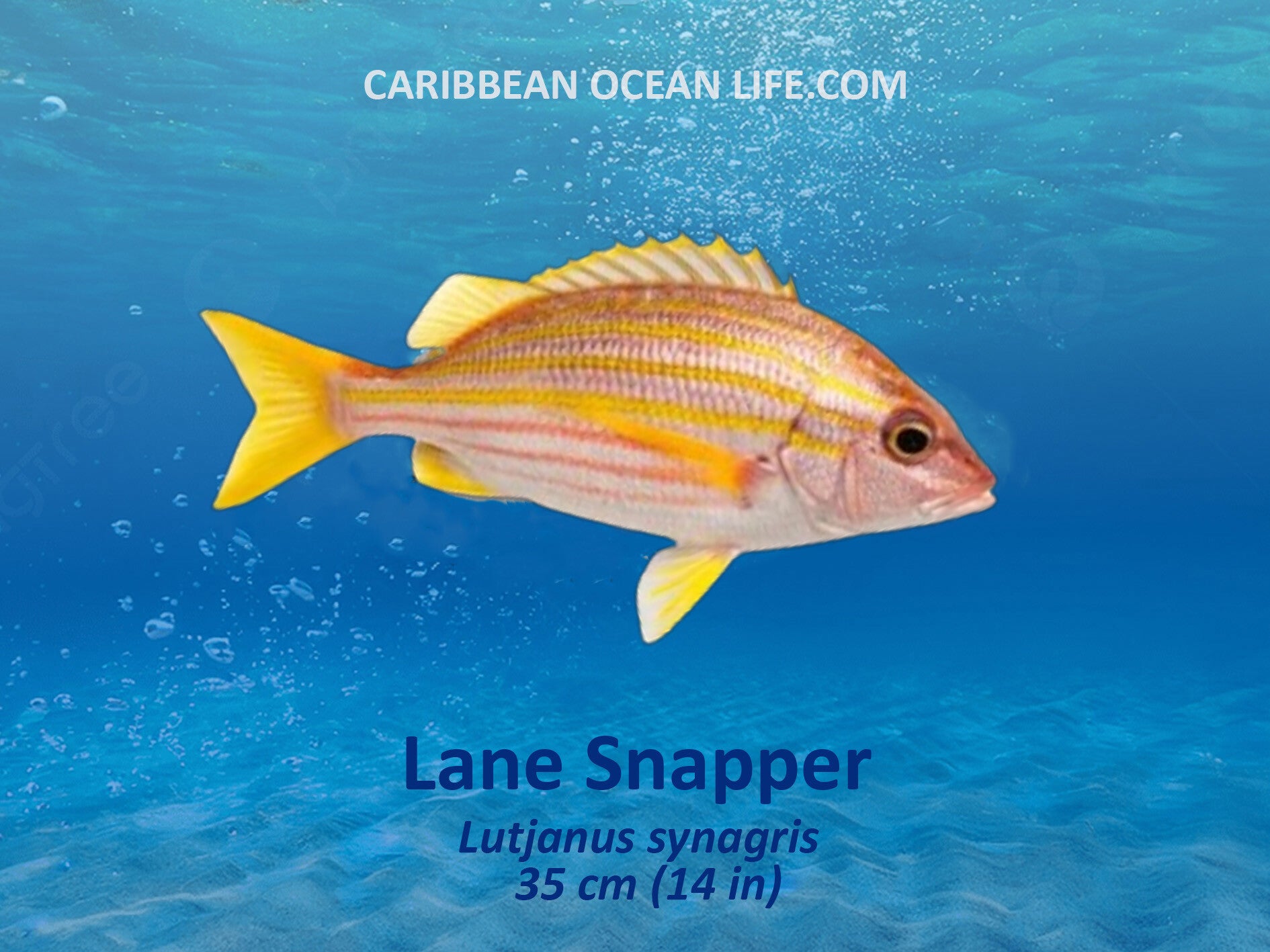 Aruba-Bonaire-Curaçao -ABC islands-Caribbean- Lesser Antilles- Dutch Caribbean- lane snapper