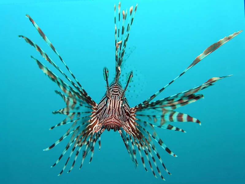 Lionfish 