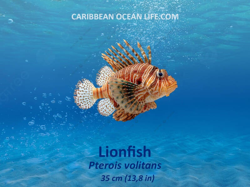 Lionfish Pterois Volitans