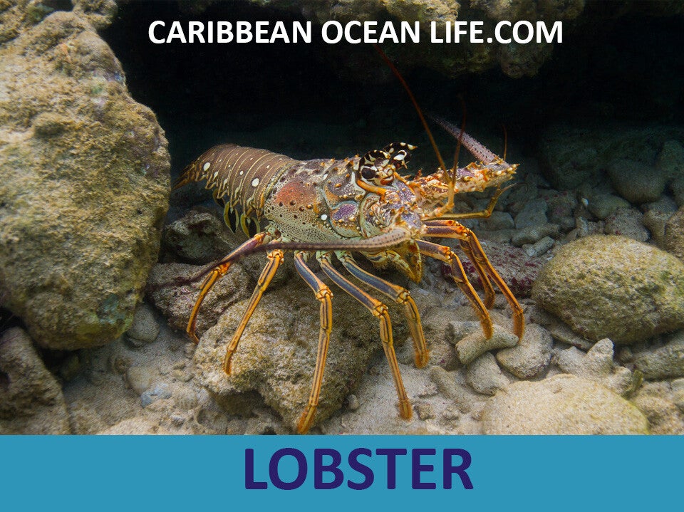 LOBSTER