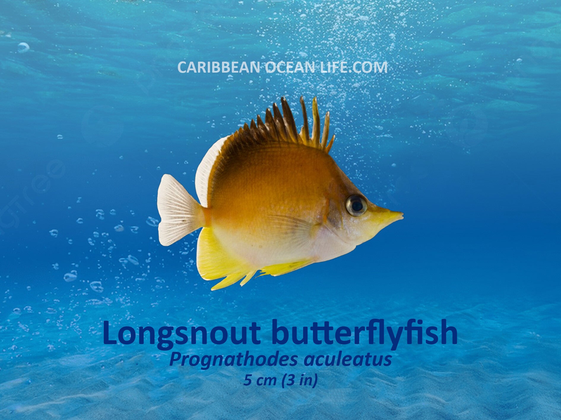 Aruba-Bonaire-Curaçao -ABC islands-Caribbean- Lesser Antilles- Dutch Caribbean Longsnout butterflyfish
