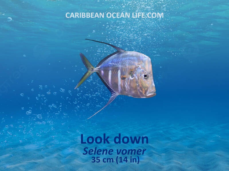 Aruba-Bonaire-Curaçao -ABC islands-Caribbean- Lesser Antilles- Dutch Caribbean- Look Down