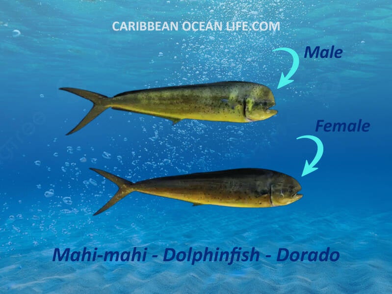 Mahi Mahi Dolphinfish Dorade male female