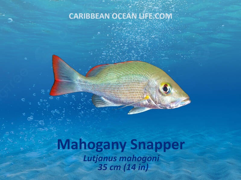Aruba-Bonaire-Curaçao -ABC islands-Caribbean- Lesser Antilles- Dutch Caribbean- Mohogany snapper