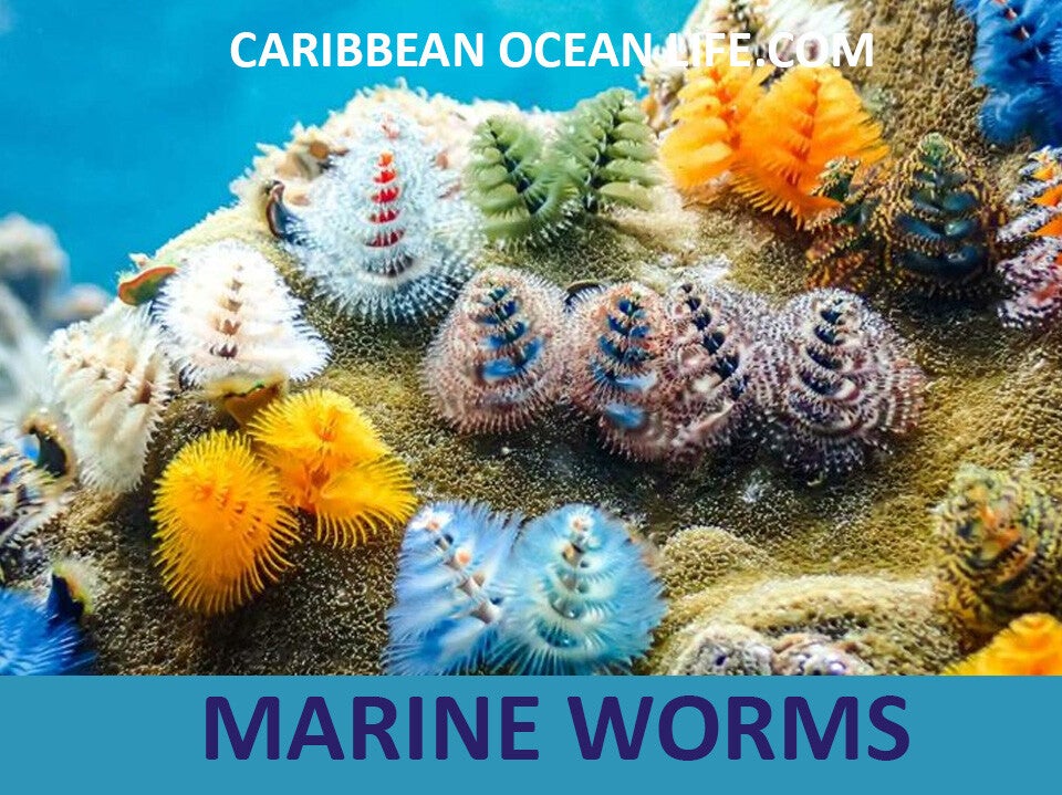 MARINE WORM