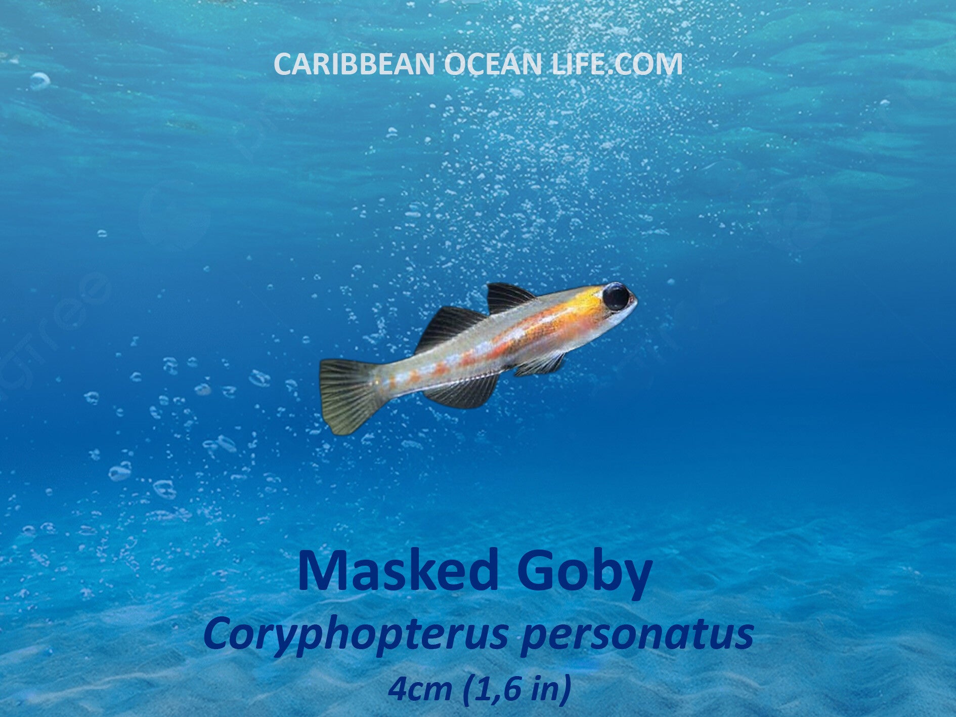 masked goby Coryphopterus personatus