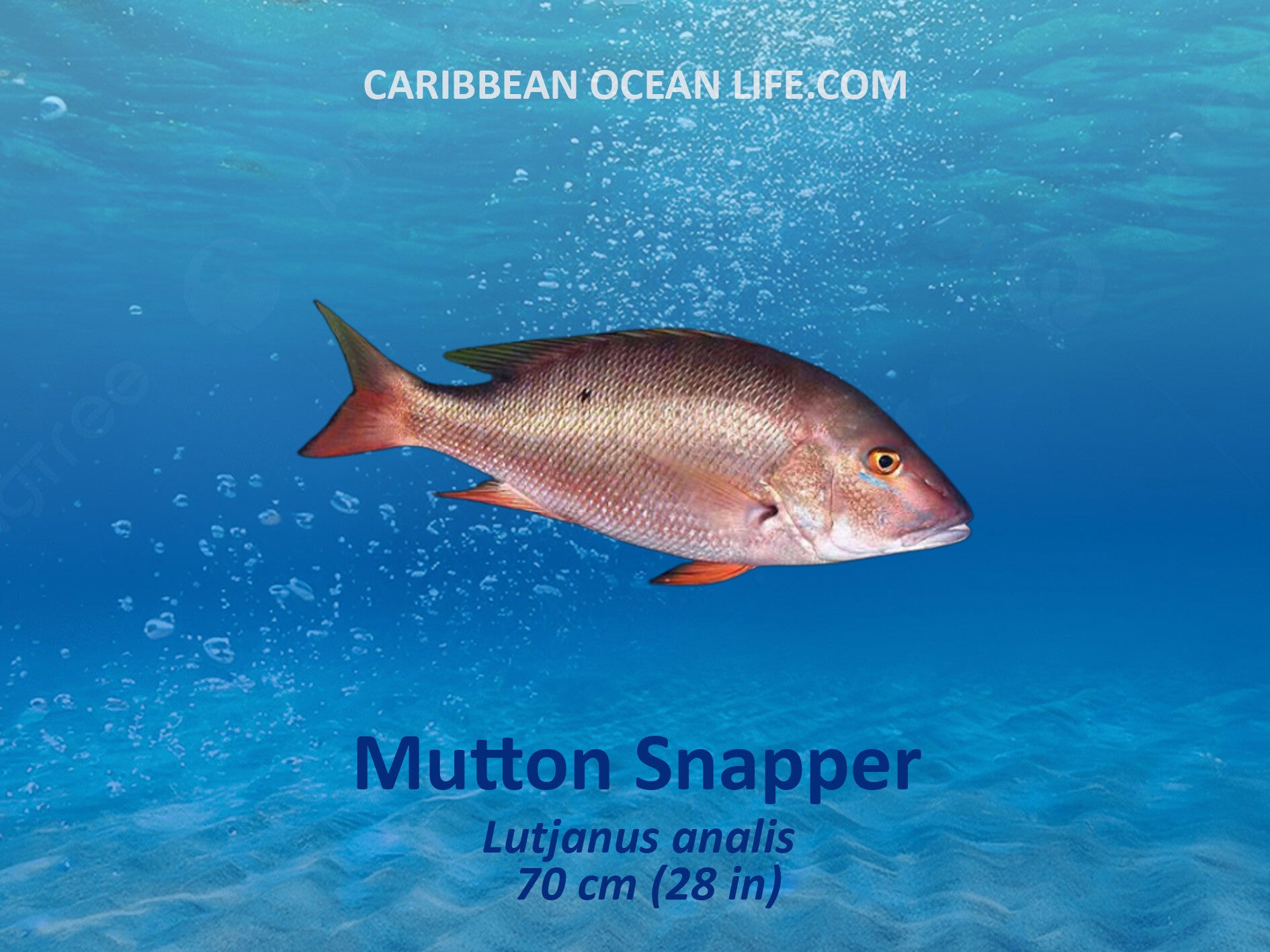 Aruba-Bonaire-Curaçao -ABC islands-Caribbean- Lesser Antilles- Dutch Caribbean-Mutton snapper