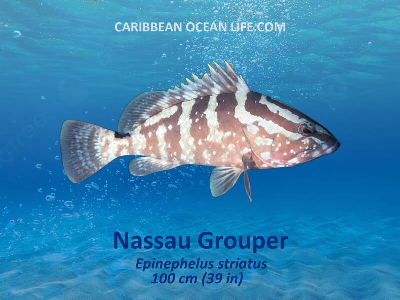 Aruba-Bonaire-Curaçao -ABC islands-Caribbean- Lesser Antilles- Dutch Caribbean-Nassau Grouper