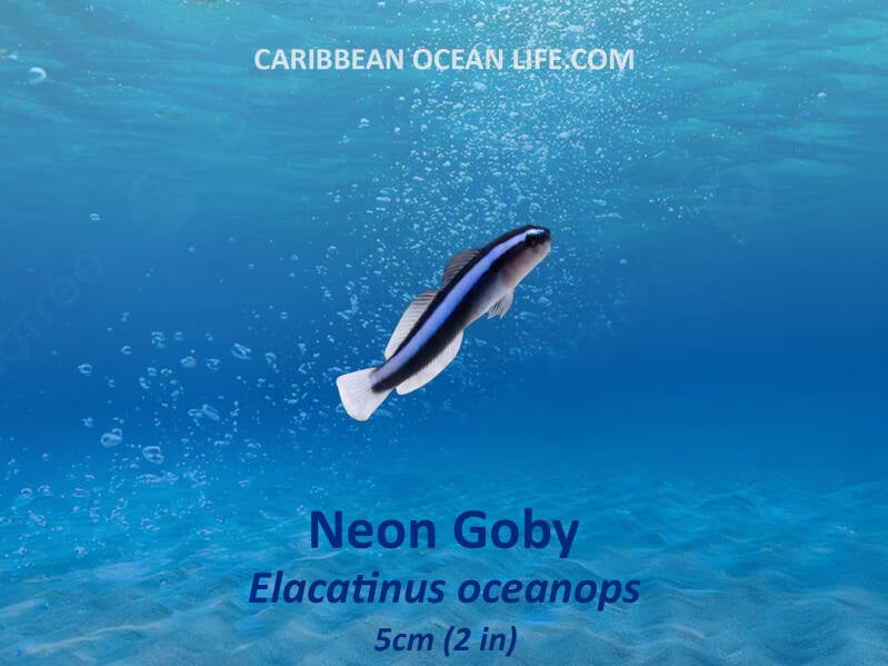 Neon Goby	Elacatinus oceanops