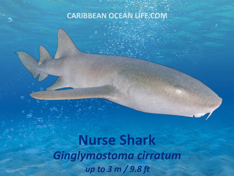 Nurse Shark	Ginglymostoma cirratum