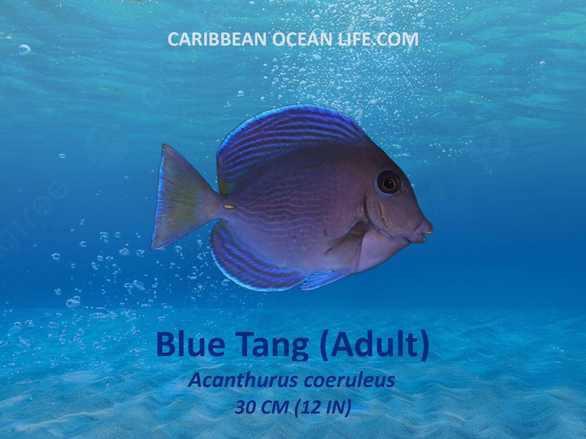 Aruba-Bonaire-Curaçao -ABC islands-Caribbean- Lesser Antilles- Dutch Caribbean blue Tang