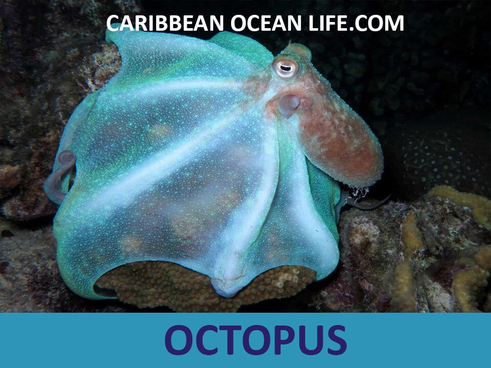OCTOPUS