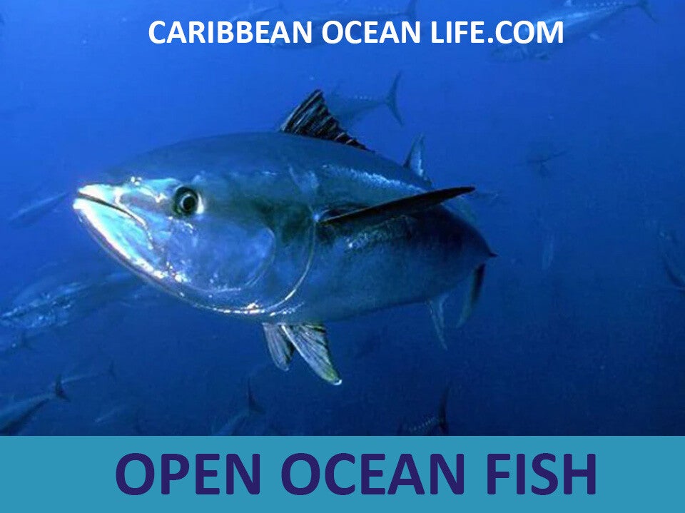 OPEN OCEAN FISH
