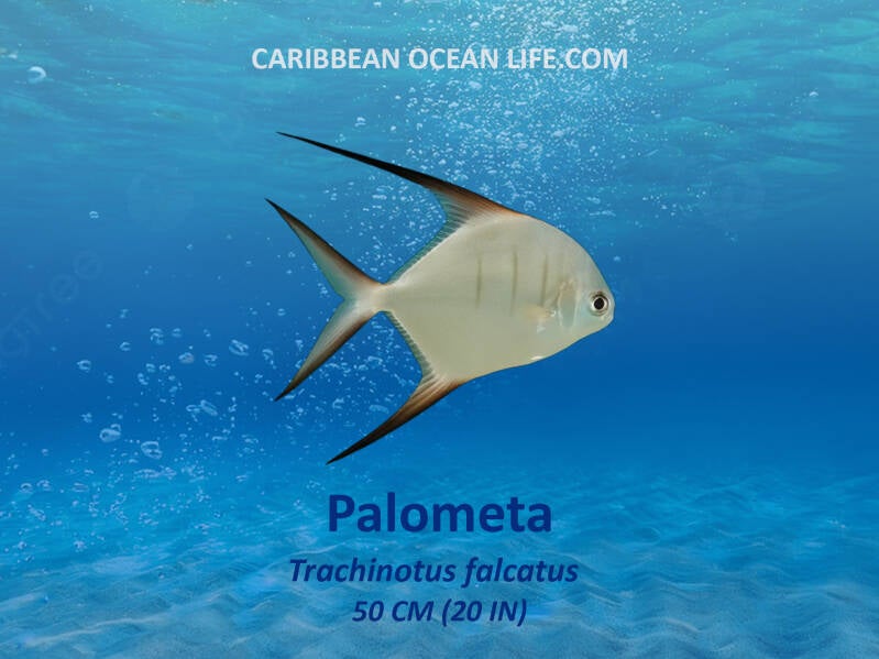 Aruba-Bonaire-Curaçao -ABC islands-Caribbean- Lesser Antilles- Dutch Caribbean- Palometa