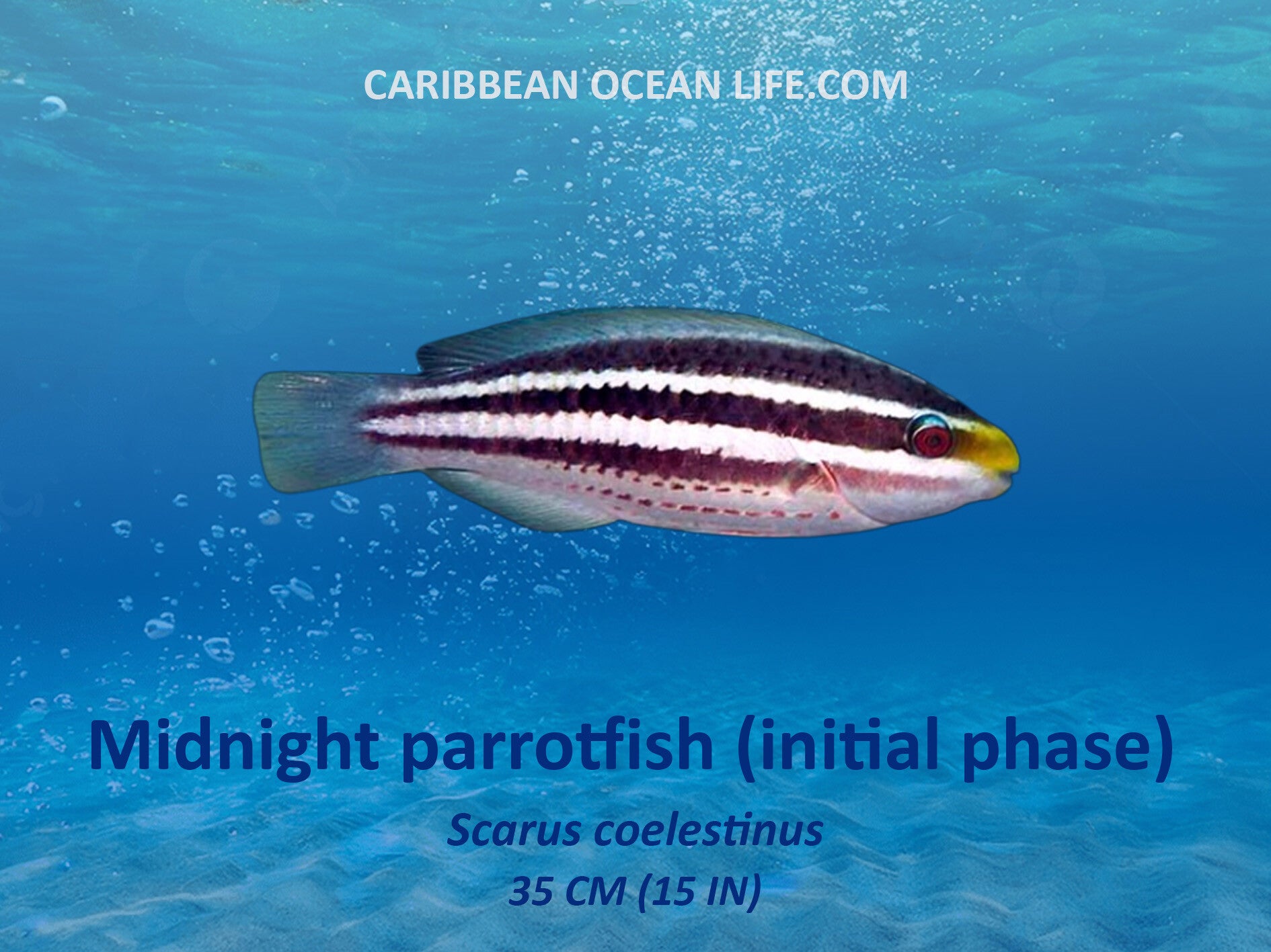 Aruba-Bonaire-Curaçao -ABC islands-Caribbean- Lesser Antilles- Dutch Caribbean Midnight Parrotfish