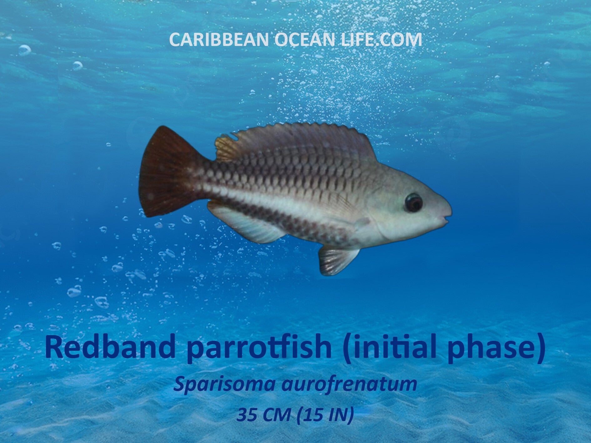 Aruba-Bonaire-Curaçao -ABC islands-Caribbean- Lesser Antilles- Dutch Caribbean Redbad parrotfish initial phase